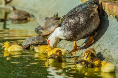 Ördekler, anne ördek ve bir bahçe altı yavru ördek ailesi