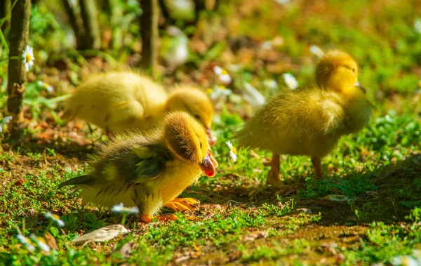 Nyfödd Baby Ankor Spelar Trädgård Gul Roliga Ankor — Stockfoto