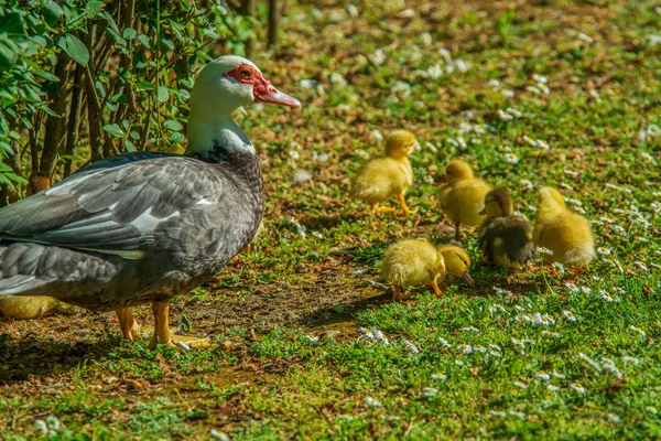 鸭子的家庭 母亲鸭子和六只婴孩鸭子在庭院里 — 图库照片