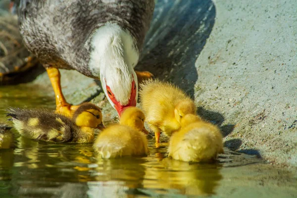 Família Patos Uma Mãe Pato Seis Filhotes Pato Jardim — Fotografia de Stock