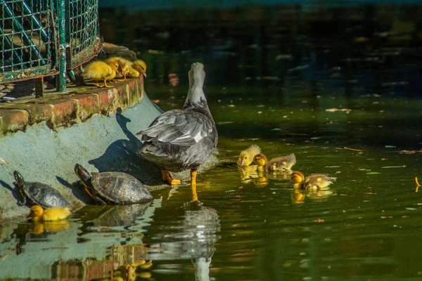 Família Patos Uma Mãe Pato Seis Filhotes Pato Lago Jardim — Fotografia de Stock