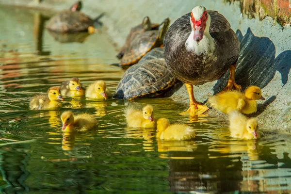 鸭子的家庭 母亲鸭子和六只婴孩鸭子在一个庭院湖 — 图库照片