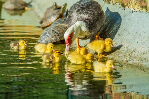 Família Patos Uma Mãe Pato Seis Filhotes Pato Lago Jardim — Fotografia de Stock