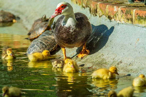 Família Patos Uma Mãe Pato Seis Filhotes Pato Jardim — Fotografia de Stock