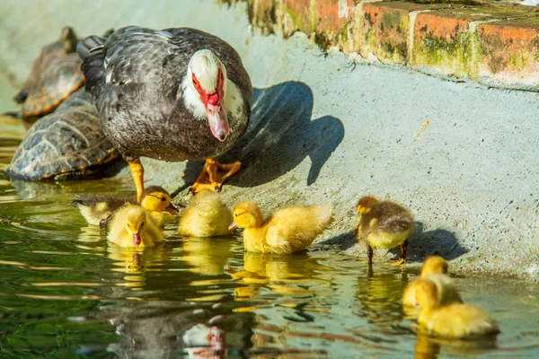 Família Patos Uma Mãe Pato Seis Filhotes Pato Lago Jardim — Fotografia de Stock