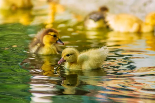 Patos Recém Nascidos Brincando Jardim Patos Engraçados Amarelos — Fotografia de Stock