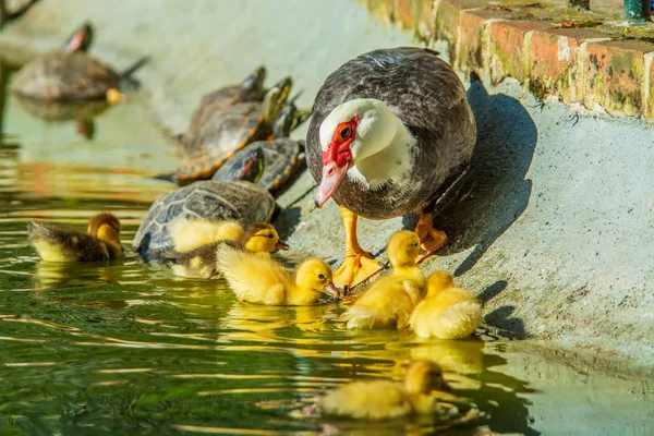 Família Patos Uma Mãe Pato Seis Filhotes Pato Jardim — Fotografia de Stock