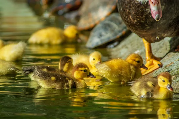 新生的小鸭子在花园湖里玩耍 黄色滑稽的鸭子 — 图库照片