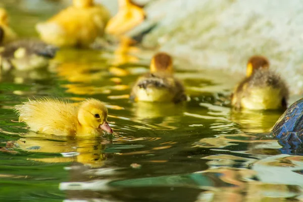 新生的小鸭子在花园湖里玩耍 黄色滑稽的鸭子 — 图库照片