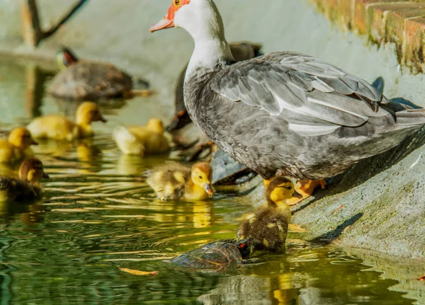 Turtle Attackerar Baby Anka Trädgård Sjö Med Mor Anka Sida — Stockfoto