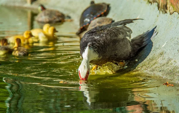 Turtle Attackerar Baby Anka Trädgård Sjö Med Mor Anka Sida — Stockfoto