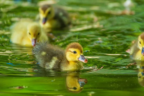 Patos Recém Nascidos Brincando Lago Jardim Patos Engraçados Amarelos — Fotografia de Stock