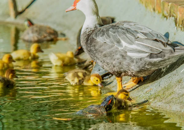 Tortuga Atacando Pato Bebé Lago Jardín Con Pato Madre Lado — Foto de Stock