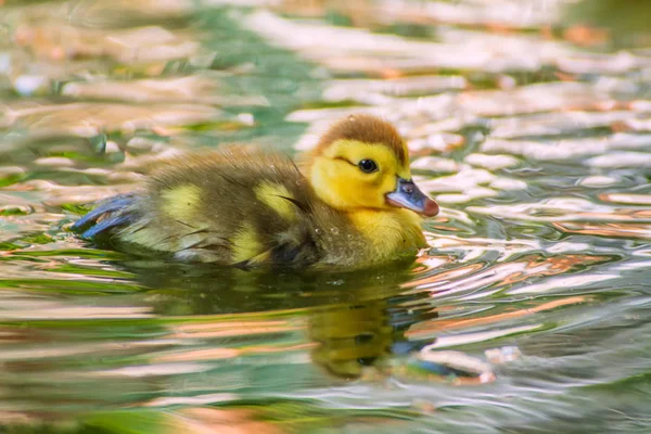 Nyfödd Baby Ankor Spelar Trädgård Sjö Gul Roliga Ankor — Stockfoto