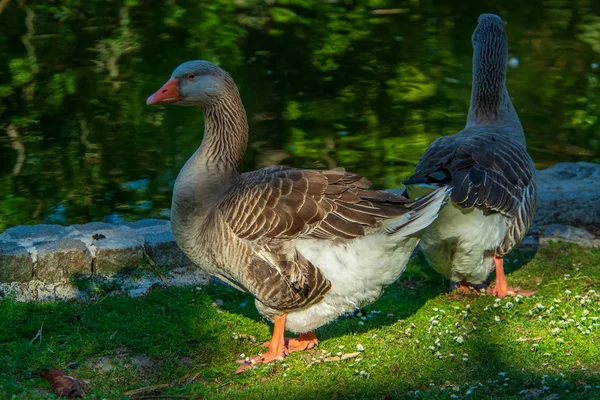 Två Vuxna Sawns Bildar Form Som Ett Hjärta — Stockfoto