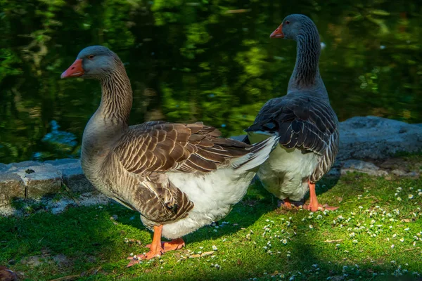 Två Vuxna Sawns Bildar Form Som Ett Hjärta — Stockfoto