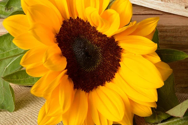 Schöne Gelbe Sonnenblumen Makro Nahaufnahme Fotografie — Stockfoto