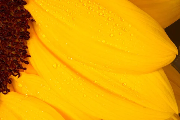 Mooie Gele Zonnebloem Macro Close Fotografie — Stockfoto