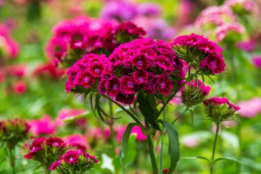 güzel bir kırmızı çiçek 