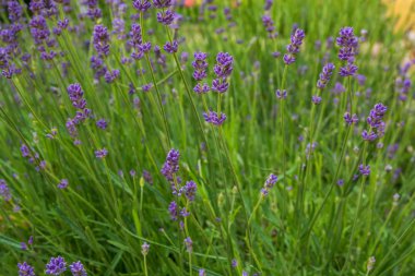 Lavanta bitki comun adı lavanta, bilimsel adı Lavandula Angustifolia Mill çiçeklerle