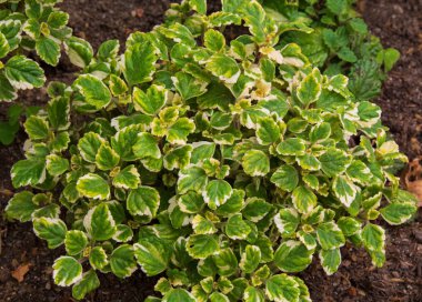 Tütsü bitki çiçek ile