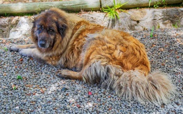 Bahçede yatan Serra da Estrela Portekizli bir köpek.