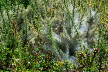 yeşil bush bush tüm merkezi parçası kapsayan dev garip web ile