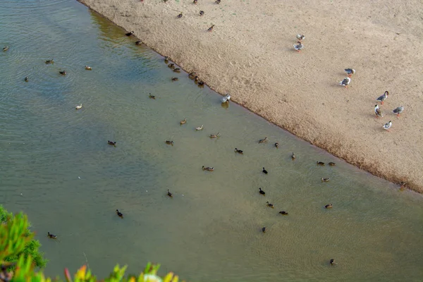 Viele Enten Strand Von Sao Lourenco Dorf Ericeira Ericeira Portugal — Stockfoto