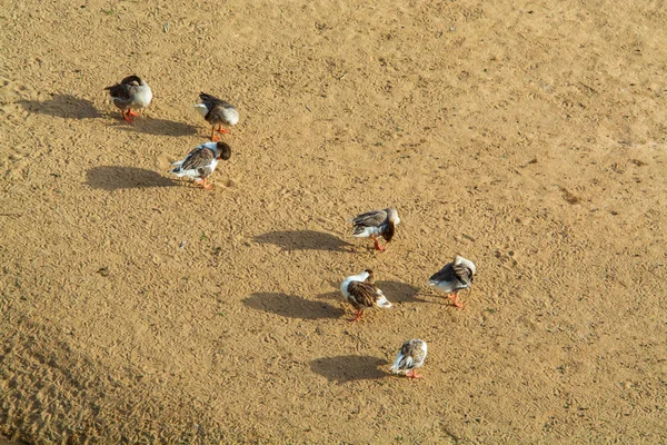 Lotes Patos Praia São Lourenco Aldeia Ericeira Ericeira Portugal — Fotografia de Stock