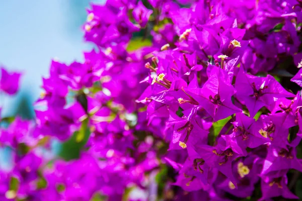 Rostlina Květy Fialové Barevné Pozadí — Stock fotografie