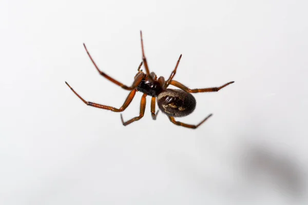 Araignée Attaquant Vesp Près Contre Blanc — Photo