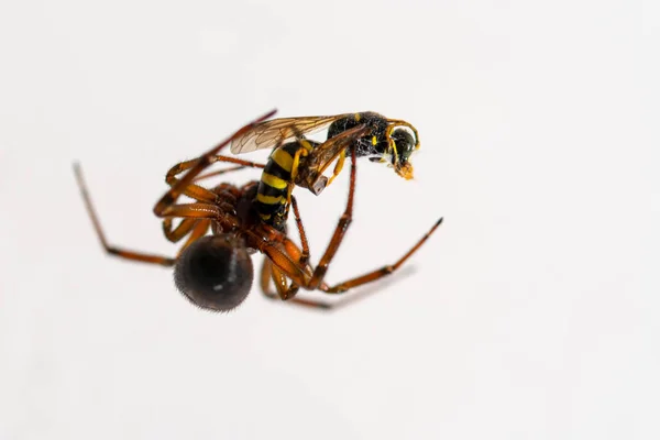 Aranha de perto — Fotografia de Stock