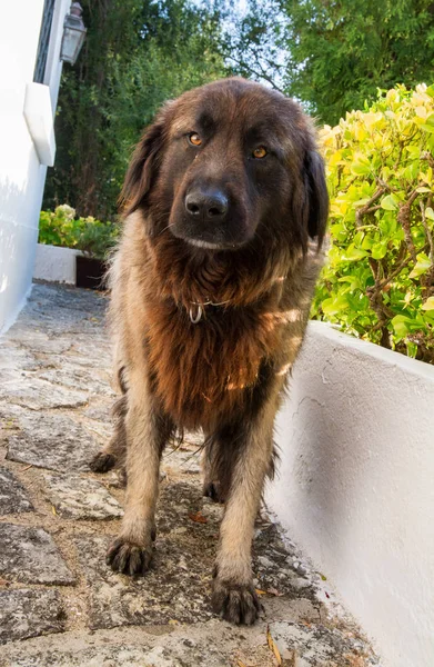 Bahçedeki Serra da Estrela Portekizli bir köpek.