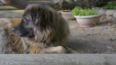 Bahçedeki Serra da Estrela Portekizli bir köpek.