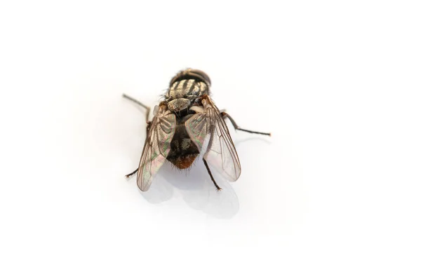 Close Fly White Background — Stock Photo, Image