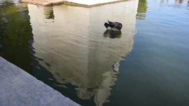Bahçe göle yüzmeye ördekler