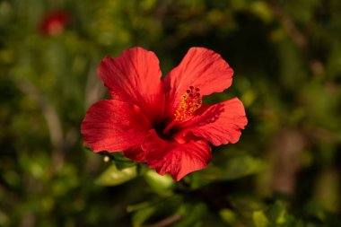 yeşil makro orta güzel kırmızı çiçek Fotoğrafçılık kadar kapatın