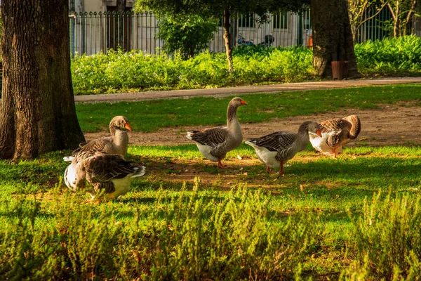 Goose Caminhando Gramado Verde Jardim Lisboa — Fotografia de Stock