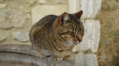 şirin kedi sao jorge kale Lizbon'da dinlenme