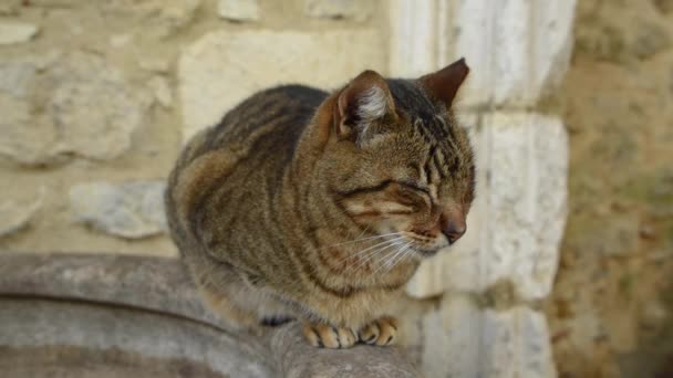 Niedliche Katze Ruht Schloss Sao Jorge Lissabon — Stockvideo