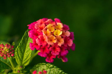güzel renkler çiçek makroyu kapatın fotoğraf doğa arka plan