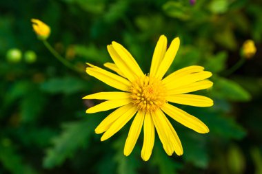 güzel sarı makro fotoğrafçılık kadar kapatın