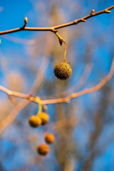 Autum Φρούτα Ένα Γυμνό Δέντρο Brunch Φύση Φόντο Μπλε Του — Φωτογραφία Αρχείου