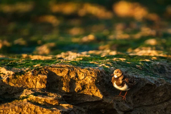 Kuş Okyanus Kayalarda Dinlenme — Stok fotoğraf