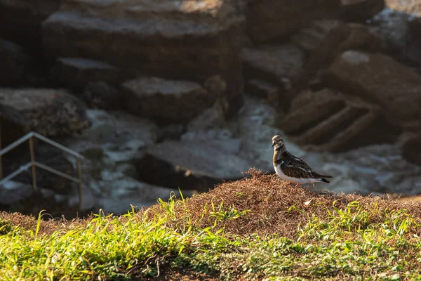 bird in small grass near the rocks in the ocean front