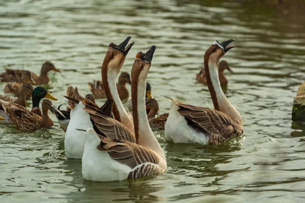 Gås Och Änder Simning Trädgård Sjö — Stockfoto