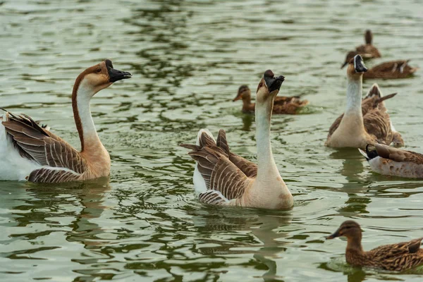 Gans Und Enten Schwimmen Gartenteich — Stockfoto