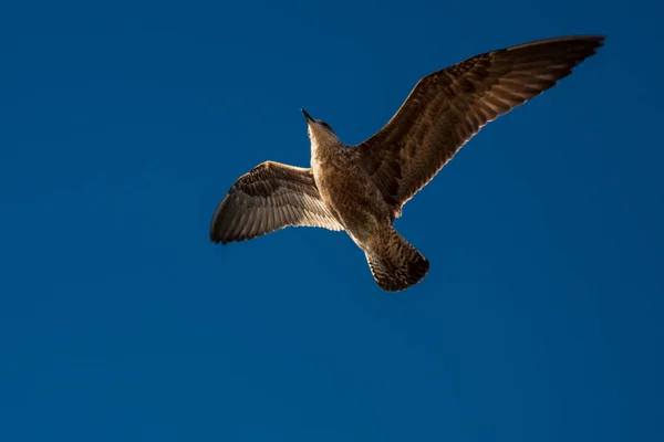 Een Zeemeeuw Vliegen Een Blauwe Hemel — Stockfoto