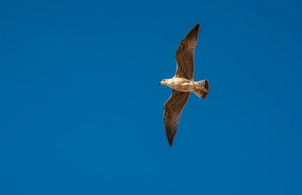 Een Zeemeeuw Vliegen Een Blauwe Hemel — Stockfoto