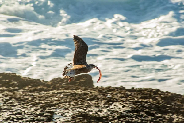Seagull flying with food in the mouth in the rocks in the ocean